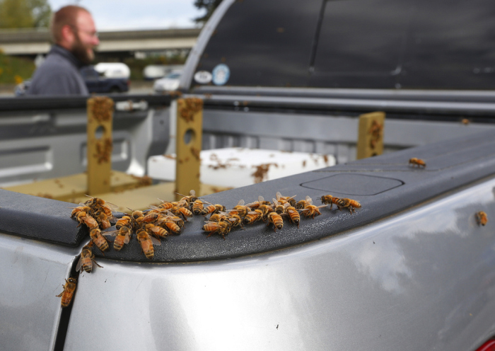 Перевернулся автомобиль, перевозивший 44 миллиона пчел (11 фото)