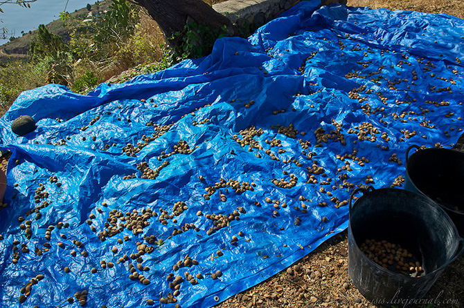 Как выращивают, собирают и обрабатывают миндаль (72 фото)