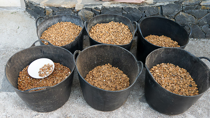 Как выращивают, собирают и обрабатывают миндаль (72 фото)