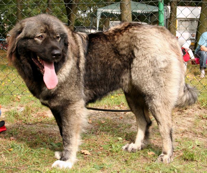7 знаменитых пород собак, выведенных в России (8 фото)