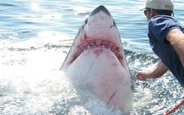 Любимая акула — необычный питомец Арнольда Поинтера (5 фото)