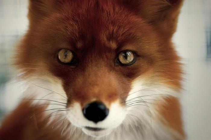 Fox- (15 )