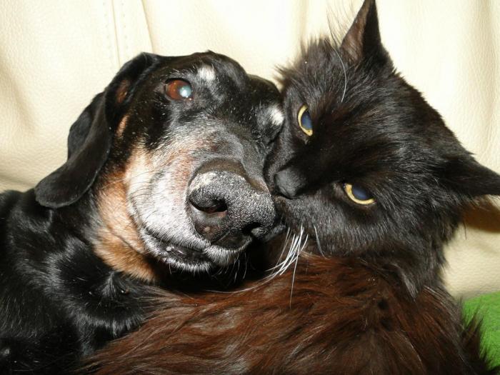Как коты дружат с собаками (16 фото)