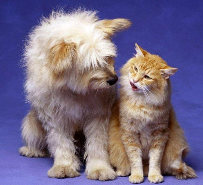 Как коты дружат с собаками (16 фото)