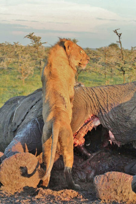 Находчивая гиена спаслась ото львов (5 фото)