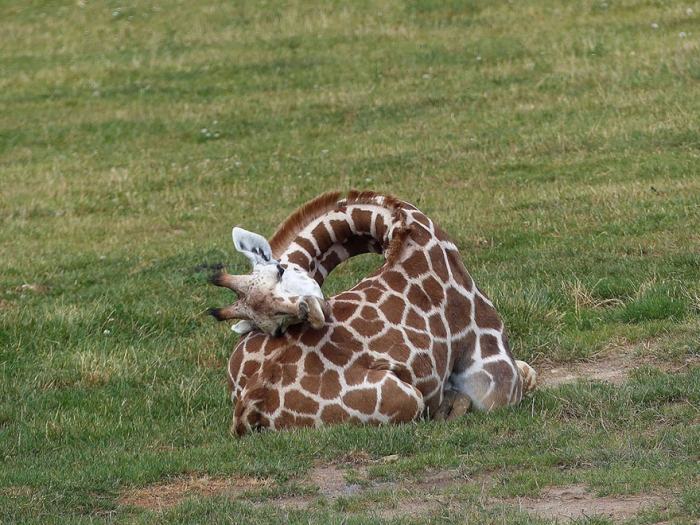 Как спят жирафы (12 фото)