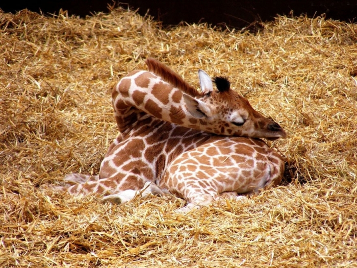 Как спят жирафы (12 фото)