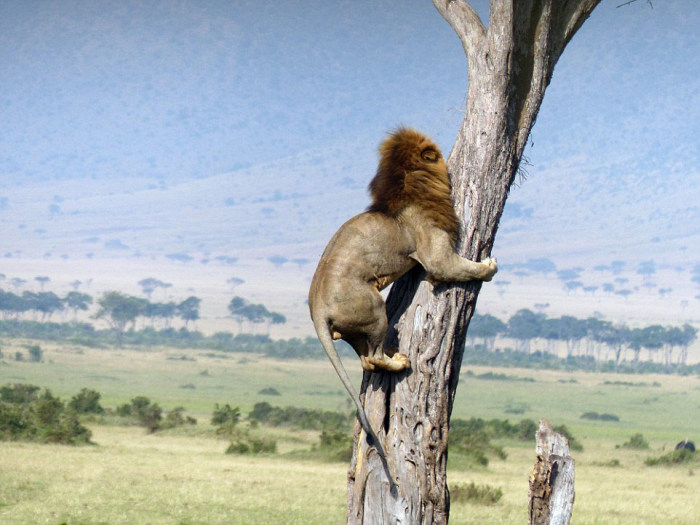 Спасаясь от собственного завтрака, лев залез на дерево (5 фото)