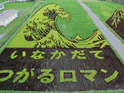 Рисовые поля в Японии (17 фото)