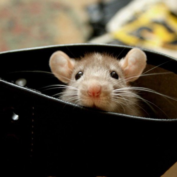 Домашние крысы - отличные питомцы (20 фото)