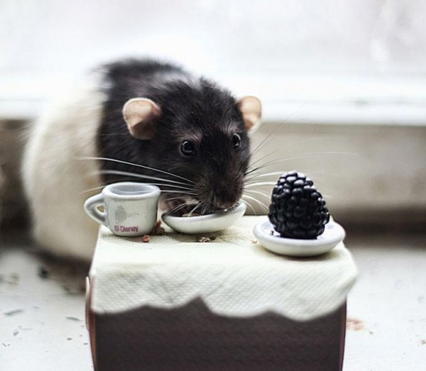 Домашние крысы - отличные питомцы (20 фото)