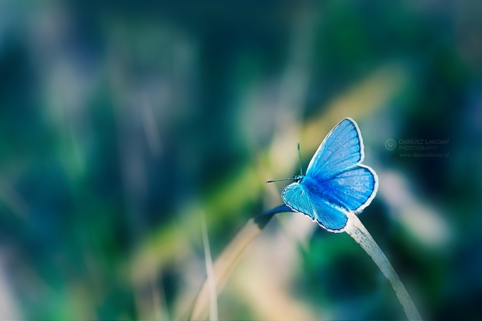 фотографии бабочек (50 фото)