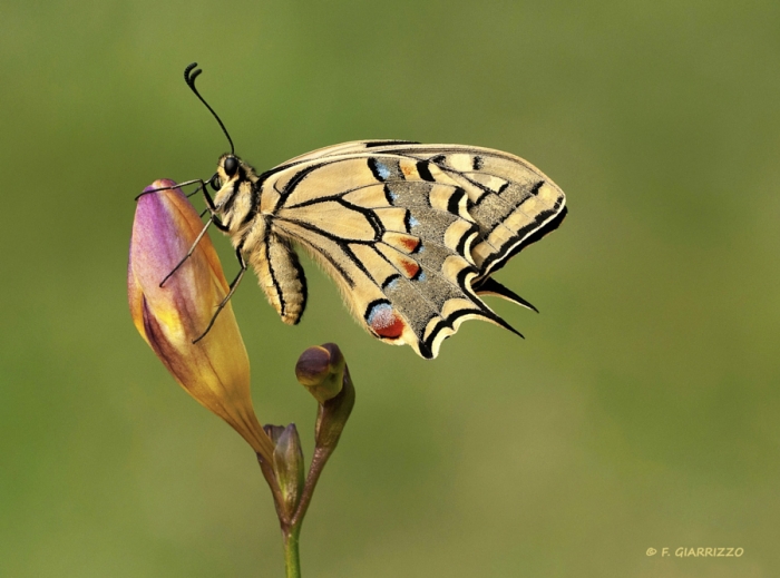фотографии бабочек (50 фото)