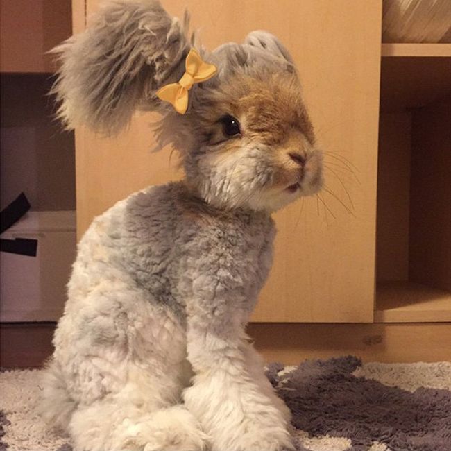 Пушистый кролик стал восходящей звездой Instagram (10 фото)