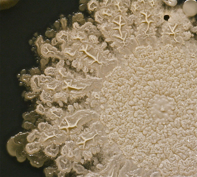 Бактерии с кожи наших рук (3 фото)