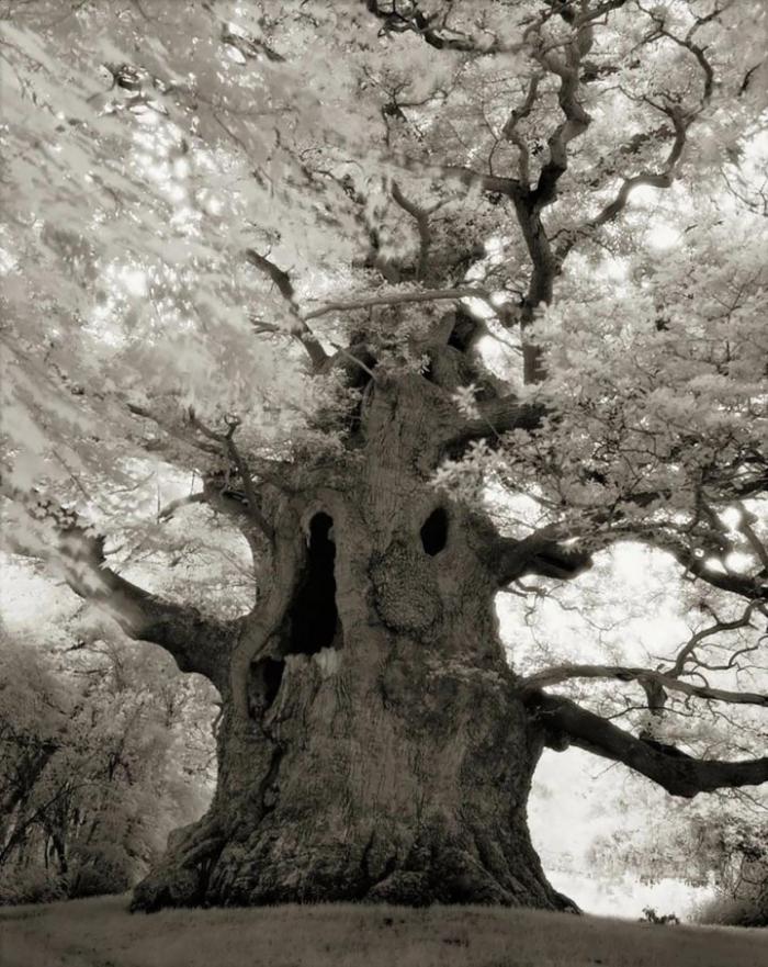 Женщина, в течение 14 лет фотографировала старые деревья со всего мира (20 фото)