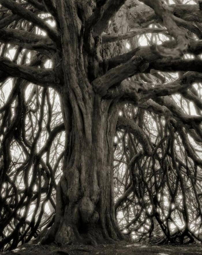 Женщина, в течение 14 лет фотографировала старые деревья со всего мира (20 фото)