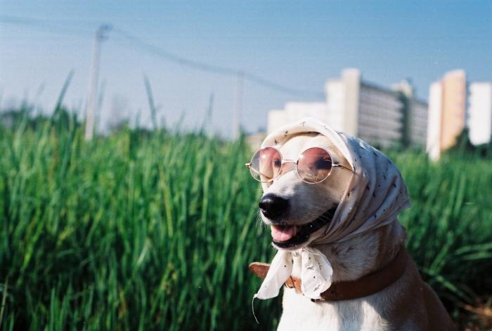 Счастливая собака Глута, победившая рак (15 фото)