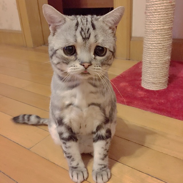 Грустная кошка по кличке Луху (14 фото)