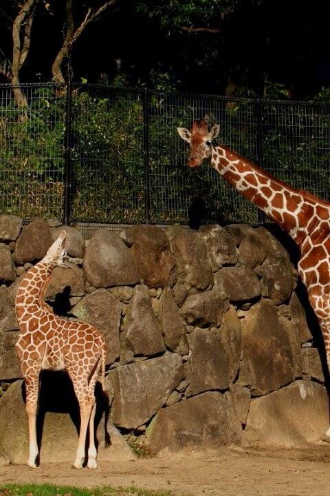 Лучшие зоопарки мира (10 фото)