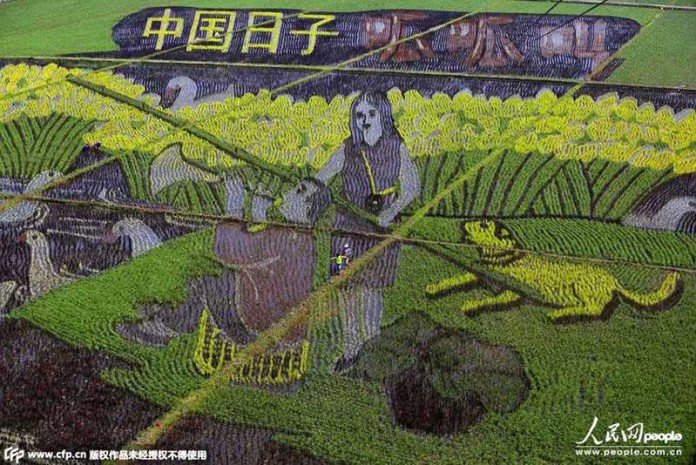 Китайские фермеры удивили гигантскими 3D-изображениями на своих полях (6 фото)