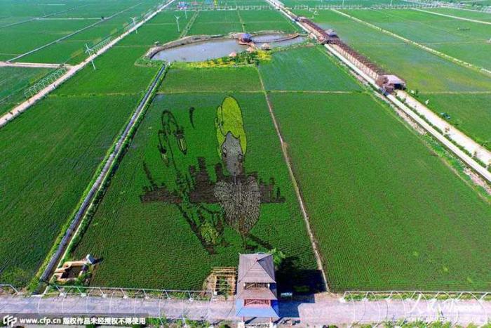 Китайские фермеры удивили гигантскими 3D-изображениями на своих полях (6 фото)