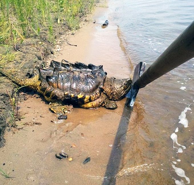 В реке Амур обнаружили экзотическую грифовую черепаху (4 фото)