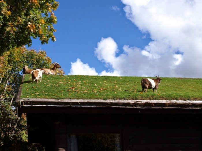 Ресторан с козами на крыше (7 фото)