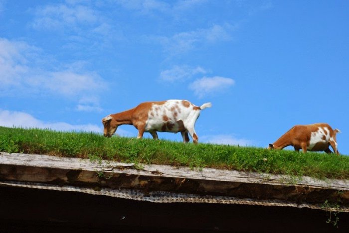 Ресторан с козами на крыше (7 фото)