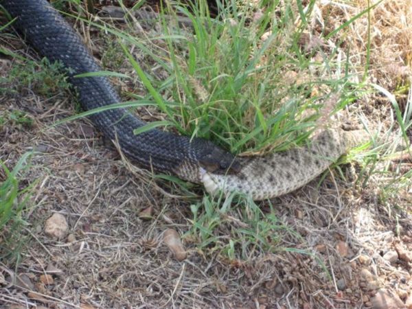 Черная змея — убийца змей (7 фотографий)
