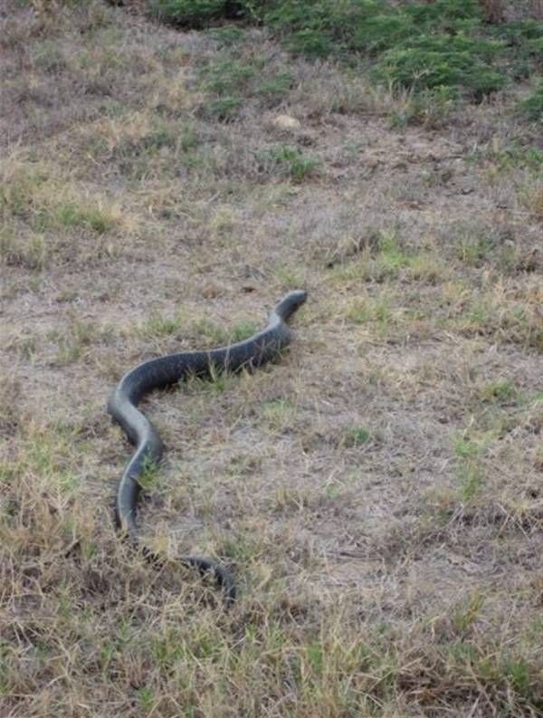 Черная змея — убийца змей (7 фотографий)