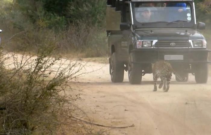 Леопард напал на сафари-гида (7 фото)