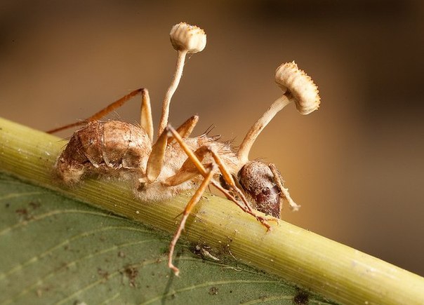 Грибы, которые превращают насекомых в зомби (4 фото)