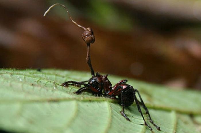 Грибы, которые превращают насекомых в зомби (4 фото)