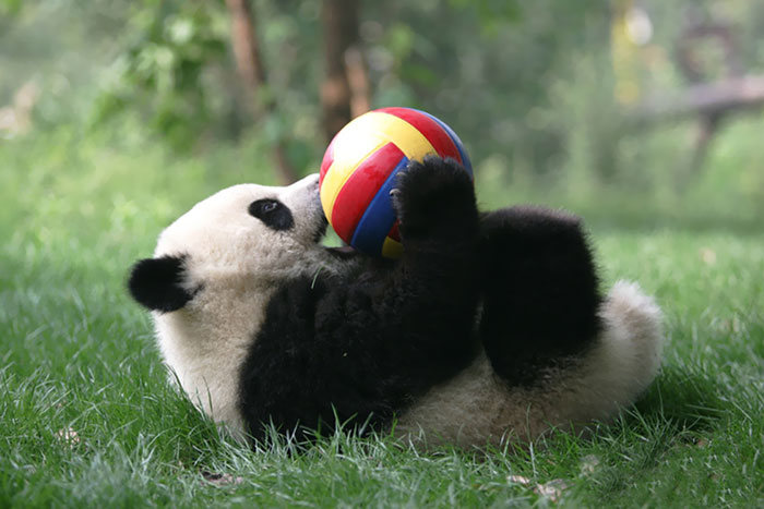Китайский детсад для детенышей панд (18 фото)