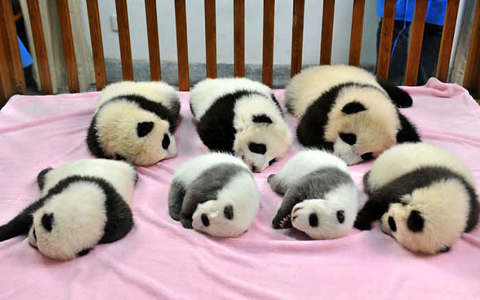 Китайский детсад для детенышей панд (18 фото)