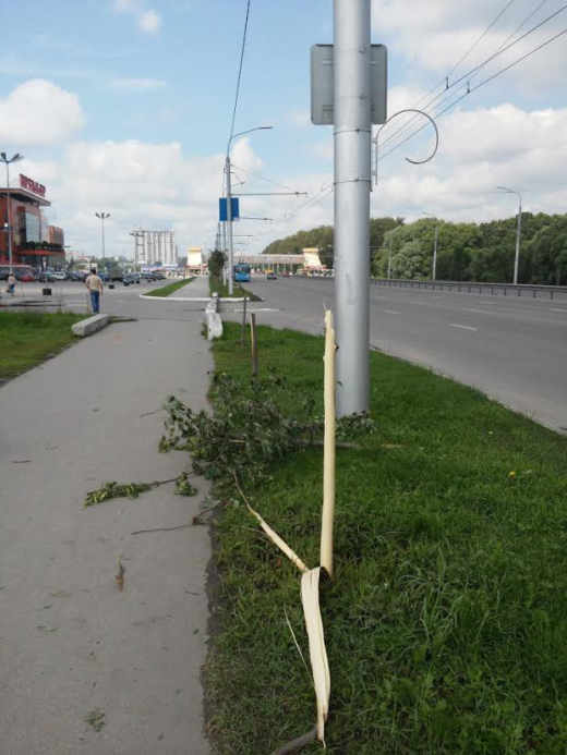 В Рязани вандалы уничтожили молодую липовую аллею (3 фото)