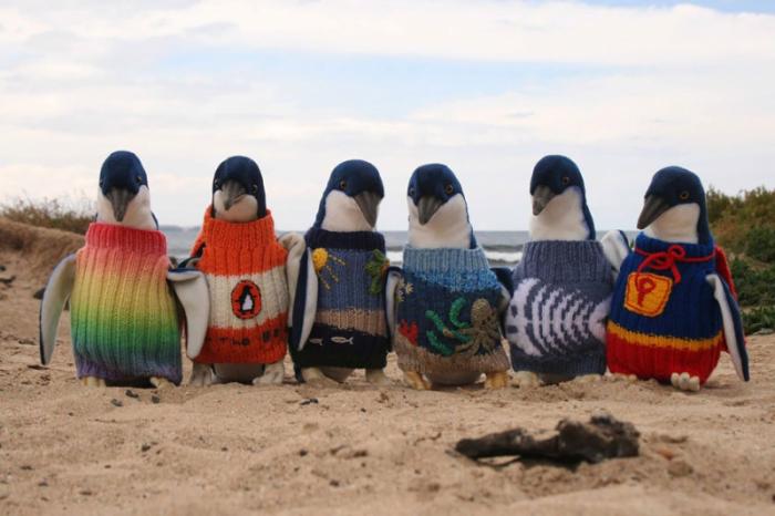 Старейший житель Австралии вяжет свитеры для пингвинов (3 фото)
