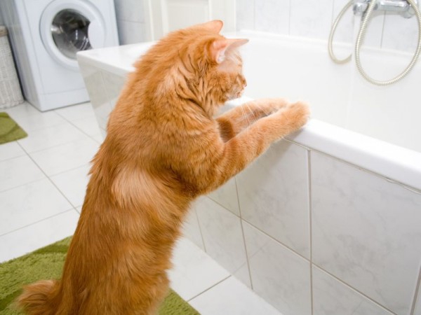 Надо ли мыть кота? (6 фото)