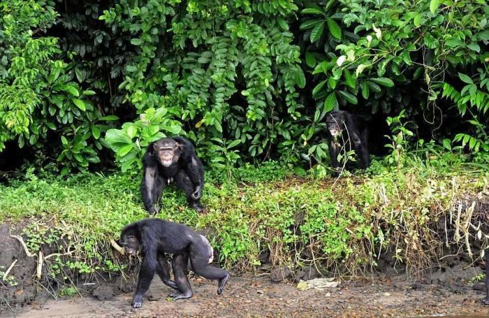 История 66 шимпанзе, брошенных на произвол судьбы (10 фото)
