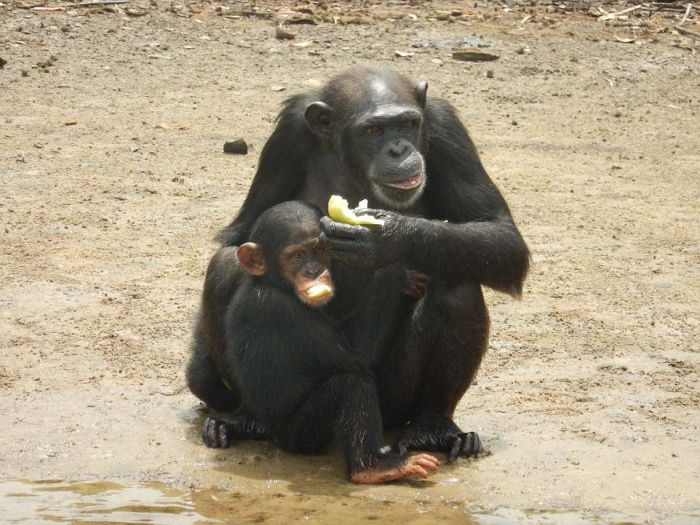 История 66 шимпанзе, брошенных на произвол судьбы (10 фото)