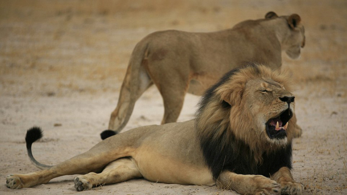 Сесил, самый знаменитый лев Зимбабве (6 фото)