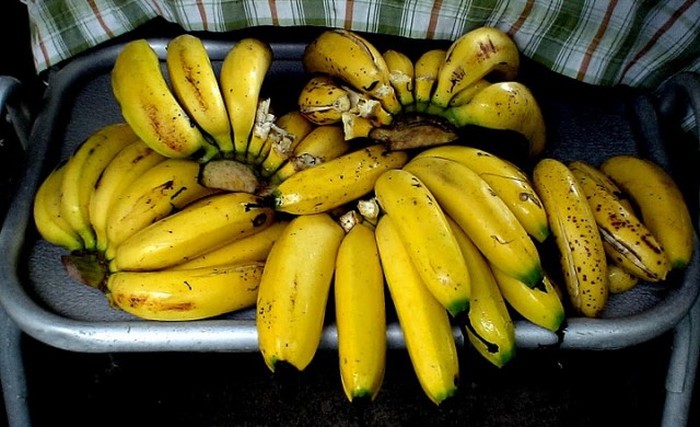 Бананы под угрозой исчезновения (8 фото)