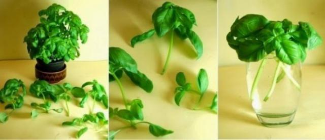 8 овощей, которые вы можете с лёгкостью выращивать дома (8 фото)