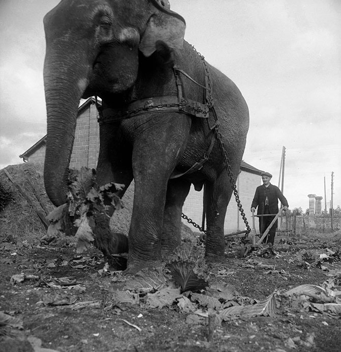 Как слоны вспахивали поля во времена мировых войн (7 фото)