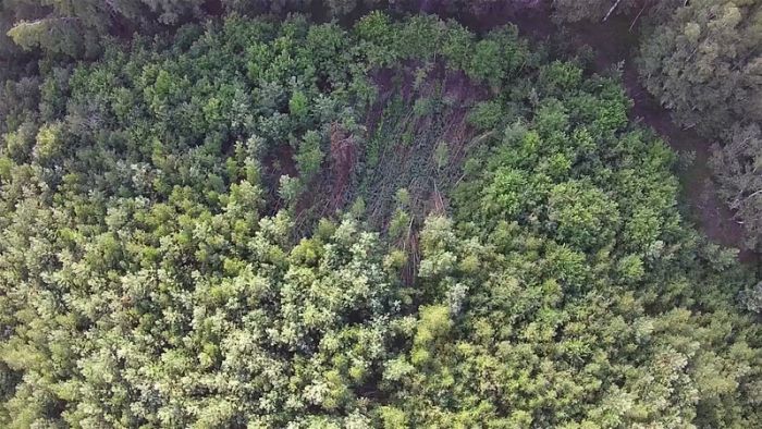 В лесу Челябинской области обнаружены аномально поваленные деревья (5 фото)