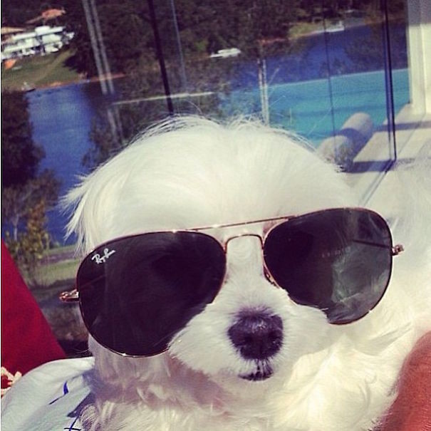 Самые богатые собаки в Instagram (20 фото)