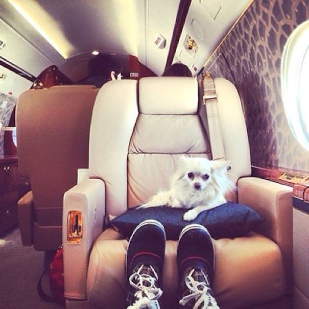 Самые богатые собаки в Instagram (20 фото)