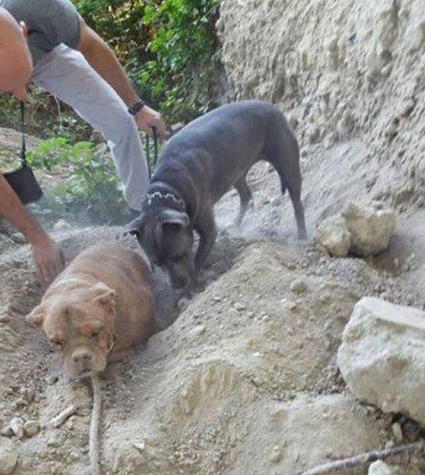 Парень заживо закопал собаку во Франции (4 фото)