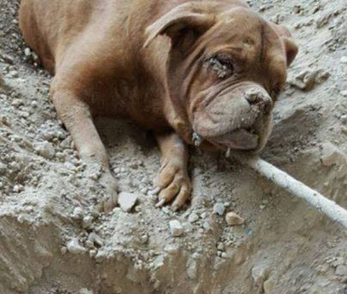 Парень заживо закопал собаку во Франции (4 фото)